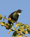 Tui 3